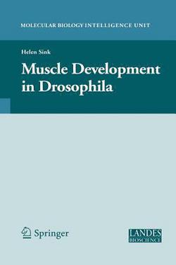 Muscle Development in Drosophilia|Helen Sink