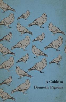A Guide to Domestic Pigeons - With Chapters on Doves, Training and Their Habits|Anon